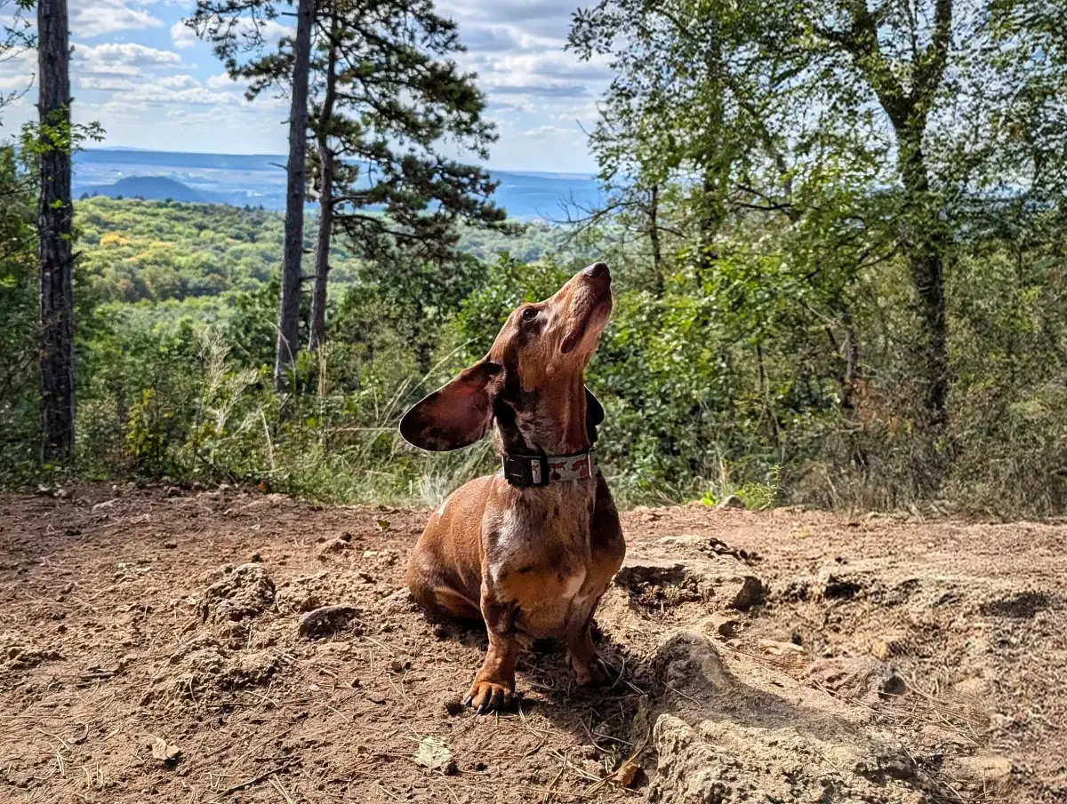 Joey, a miniatűr tacskó, aki inspirálta a Kutya Boltok létrehozását